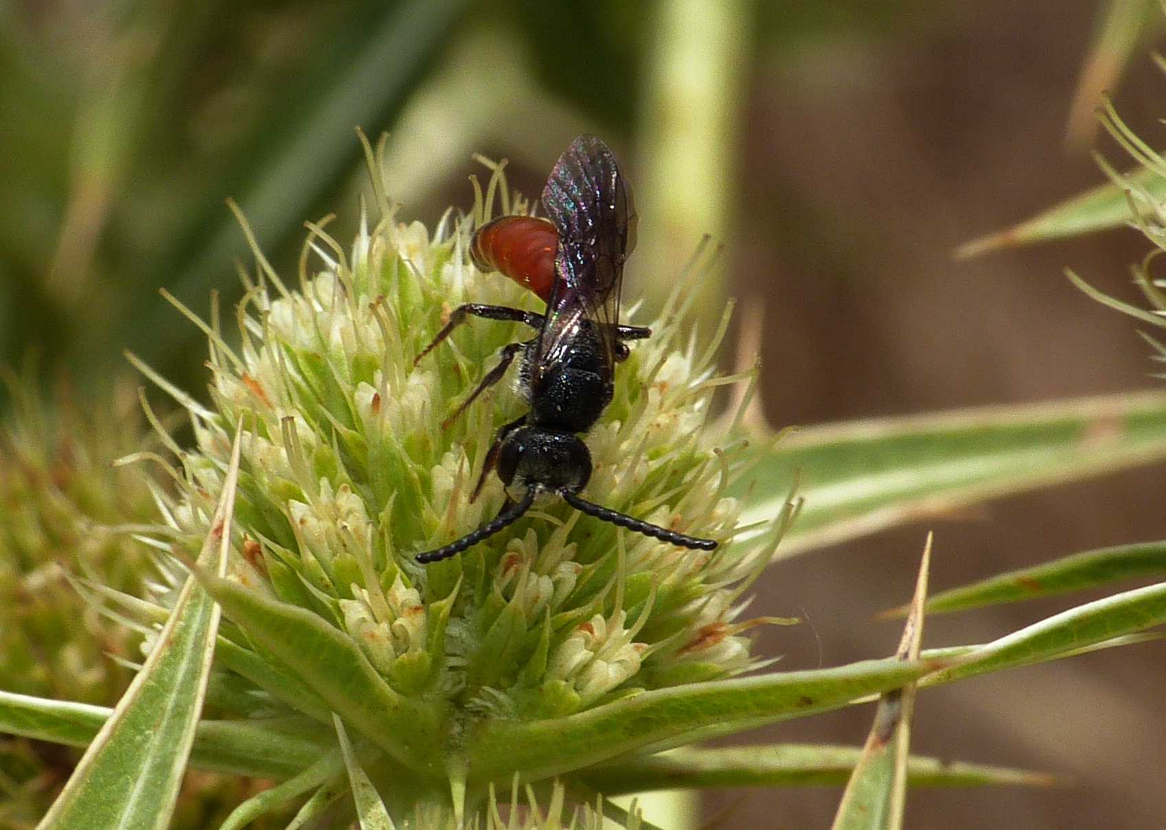 Micro Sphecodes?